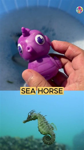 KIDS LEARN INTERESTING SEA ANIMALS NAMES AND FACTS: DOLPHIN SEAHORSE STINGRAY & SHARK