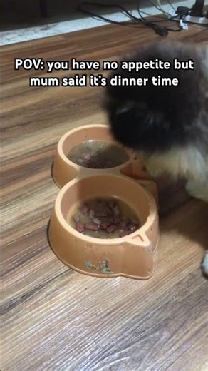Mum also said, “once I put it back in, no dinner or food until breakfast” dogsofyoutube