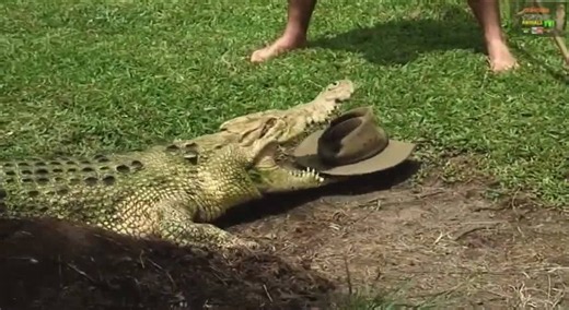 Crocodile attacks compilation | The most dangerous animal on the river