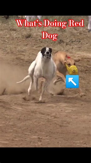 Greyhound Speed Machines / Dori Track Race 2026 @ExplorePotohar #dog