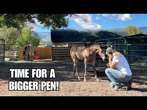 FOAL needs more space ~  Time to build a new horse pasture!
