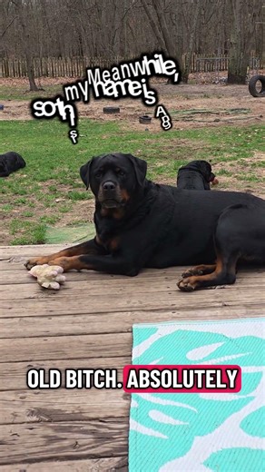 Novah After Being Told “No” One Time 😂 | Dramatic Rottweiler Attitude