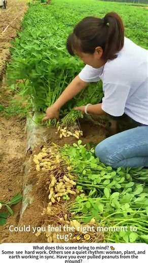 Pulling Peanuts – A Harvest Hidden Just Beneath the Surface 🥜👩‍🌾