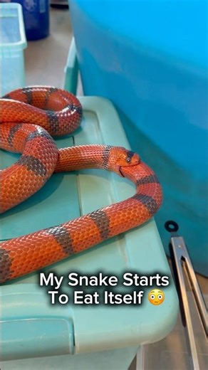 My Snake Starts To Eat Itself 😳 #shorts #snake