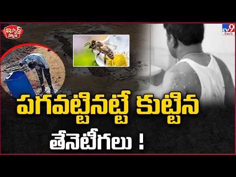 iSmart News: Bees sting like a snake! | Honey Bees - TV9