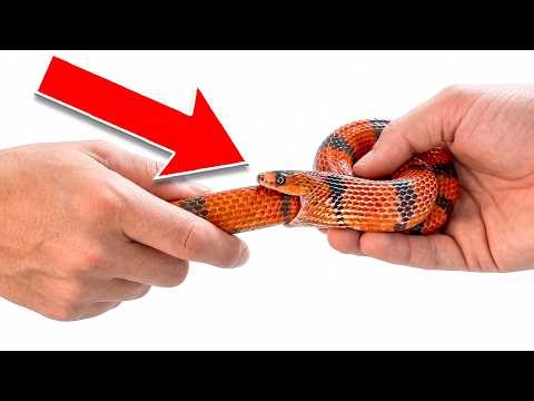 My Snake Starts To Eat Itself