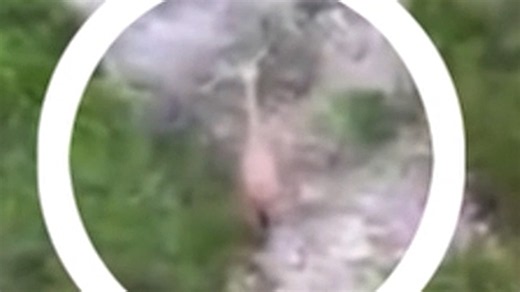 Missing giraffe in Texas finally found after two-week search