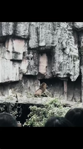 Lion vs. Tiger: The Ultimate Animal Showdown