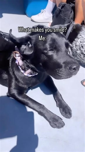 Her little ears flapping in the wind🥹💕 #dogshorts #petshub #labrador #dog #doglife #love