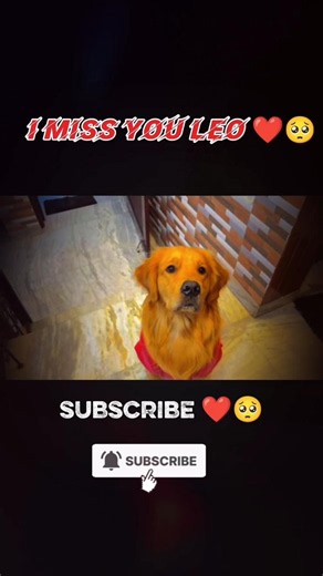 leo is no more 🥺💔 I miss you Leo 😭#sad #viral #leo #ripleo #sadsong @AnantRastogi