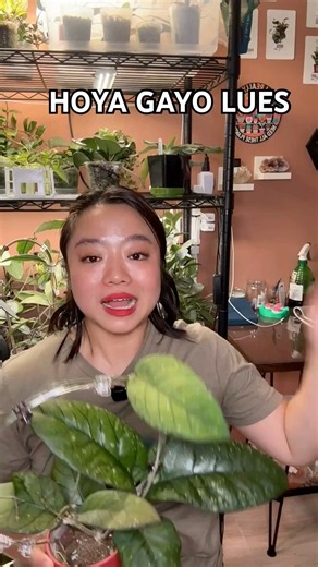 Meet Hoya sp. Gayo Lues 🌿 | Hoya Show & Tell