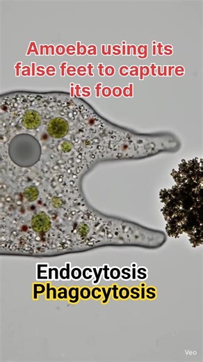 Under the Microscope: The Amoeba Hunt! 🧪