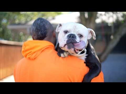 Why we got the Olde English Bulldog (Joker's Future)