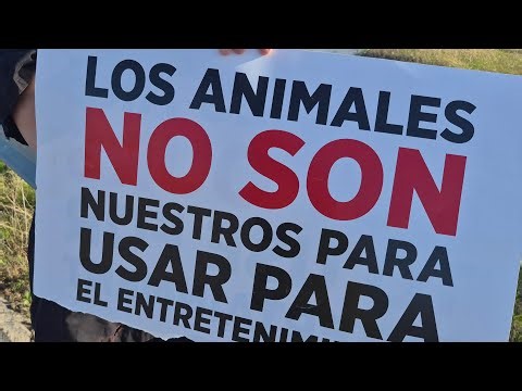 Protest against Austin Rodeo animal abuse