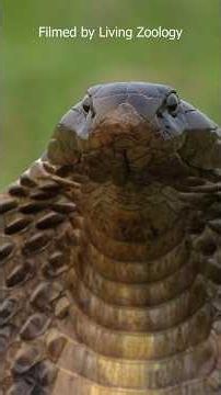 Snakes Are Fascinating