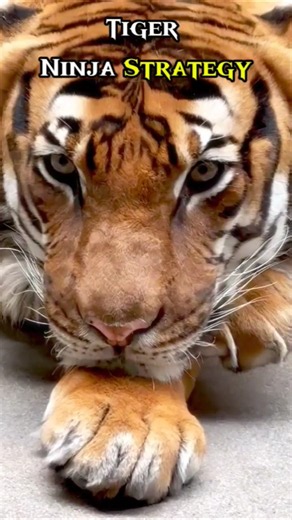 🗣️Lion vs. Tiger: Who Rules the Wild? 👑🔥