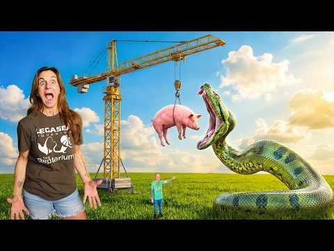 Feeding Truly Giant Snakes in My Reptile Zoo!! 