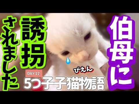【不法侵入🚨生後12日】『この子は私のものよ！』子猫を巡って激しいバトルになる姉妹猫ww #ラグドール #子猫 猫