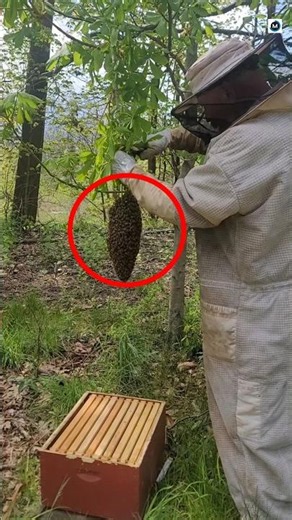 Catching a massive bee swarm the easy way! 🐝🍯