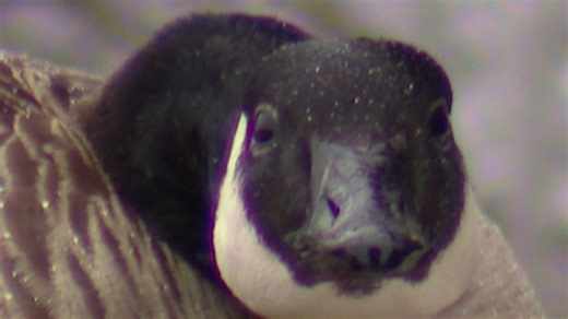 Milton community rallies around protecting a nesting goose