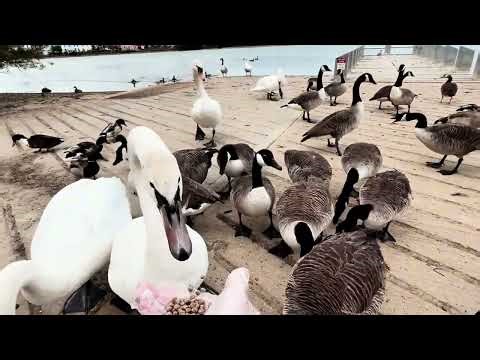 “Cute Hungry Geese & Angry Swan Feeding Frenzy!” 🦢🐦