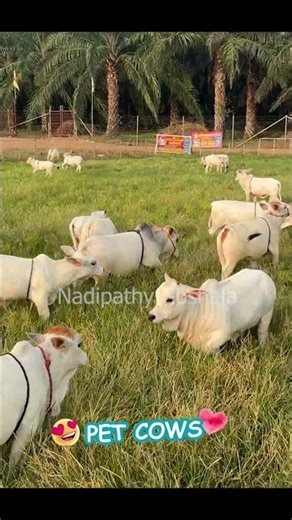 Happy little hooves running around the farm 🌾🐄🏃‍♂️🙏" #viral #cow #reels #funny #yt #farming #
