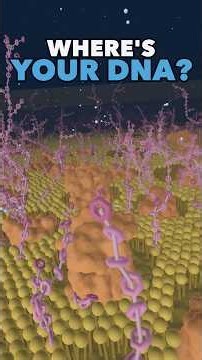 Where's Your DNA? Fly Into One of Your Cells