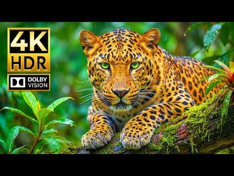 Ultimate Animal Footage in 4K HDR | Hyper-Real Wildlife in Dolby Vision 120FPS for 4K TVs