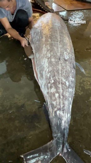 Massive sea mystery: whale or shark giant fish cutting caught on camera #OceanMystery #GiantFish