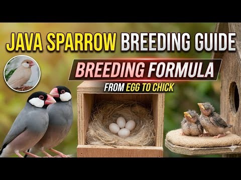 Java Sparrow Breeding Formula / Best Breeding Formula for Java Birds | 100% Working Method