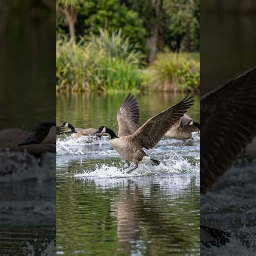 🪿⚡ WATER RUNWAY! Canada Geese Skim Across the Lake! 💦