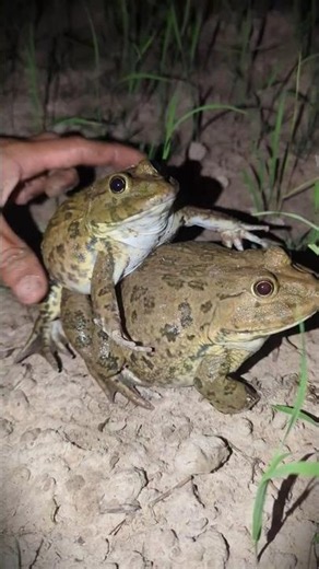 Boing Boing The Frogs Funny | Catch Froggy Frog Funny For Laugh Hahaha | Catching Frogs Flying Funny