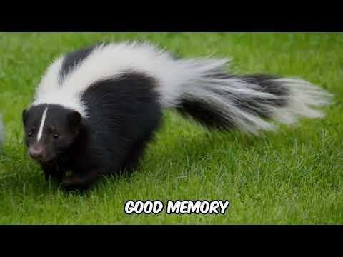 Skunk. Interesting facts about skunks