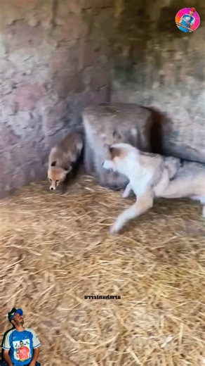 *The Fox and the Farm: Hunting Strategies* The fox is a clever and skilled predator, and chickens are among its favorite prey. When a fox attacks a farm, it typically uses various strategies to catch the chickens. Here's some information on how foxes hunt: - *Stealth*: Foxes are sneaky animals and can slip into a farm undetected. They use their keen sense of hearing and smell to locate the chickens. - *Surprise Attack*: Once a fox has located the chickens, it attacks quickly and unexpectedly. Fo