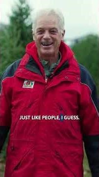 Why are real Christmas trees good for the environment?