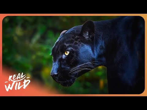 The Smartest Predator Ever Released into the Wild