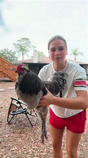 Adopting a Rooster: Our New Backyard Companion