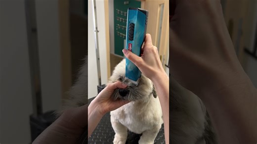 Shih Tzu transformation: Professional grooming session for a fluffy pup!