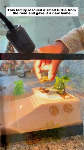 This family rescued a small turtle from the road and gave it a new home.