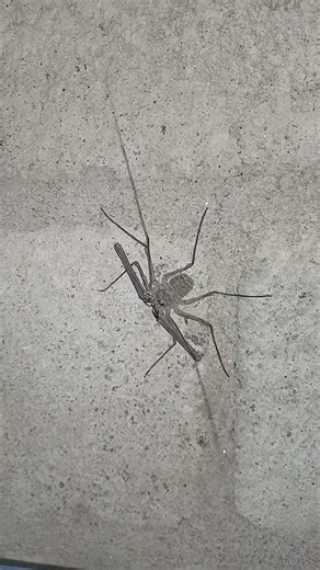 The Real-Life Alien! 👽🕷️ Mysterious Whip Spider Found | #NatureBooms