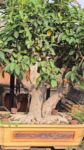 Ficus microcarpa #bonsai #bonsailovers #bonsailove #bonsailife #nature
