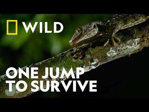 A Leap for Life: Gecko vs Bearcat | Dead by Dawn | National Geographic WILD UK