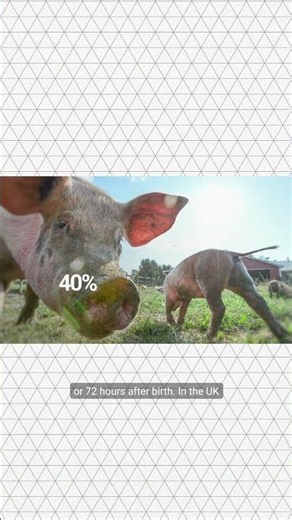 Who controls animal welfare? Part 4 #Farrowing #Farming #LSE