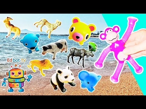 Kids Learn | Animal Names at the Lagoon: Cheetah Zebra Cow Frog Monkey