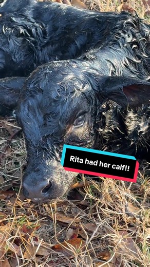 Rita the Cow Welcomes Her Baby Calf on the Ranch