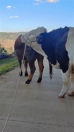 Daily life diary of a rural cattle farmer #58