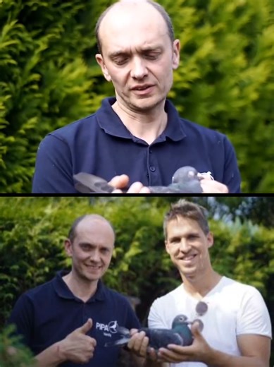 The Legacy of Hardy Kruger in Racing Pigeons