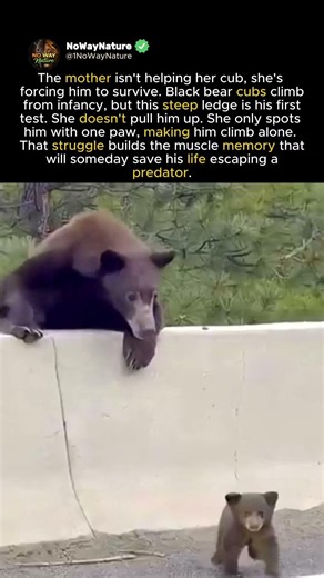 FIRST LIFE LESSON