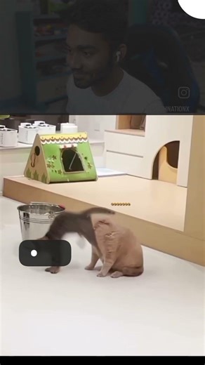 This Dog’s Reaction to the Cat is Pure CHAOS! 😂