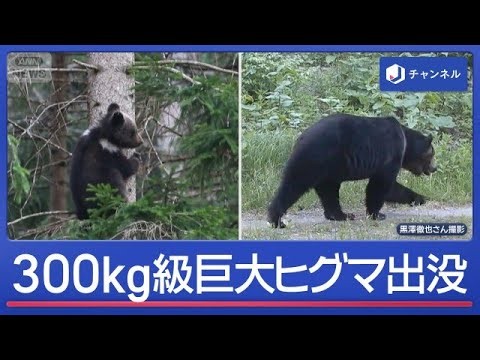 300kg級巨大ヒグマ出没　AIを使った最新クマ対策とは？【スーパーJチャンネル】(2026年6月24日)